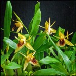 Coelogyne fimbriata-Flowering Size